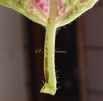  Petiole